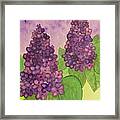 Lilacs Framed Print