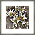 Lilies Framed Print