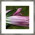 Lilies In Pink Framed Print