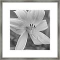 Lilly In Black And White Framed Print