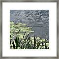Lily Pads And Seaweed Framed Print