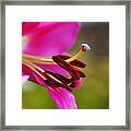 Lily Flowers Profile Framed Print