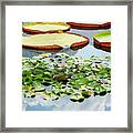 Lily Pads And Clouds Framed Print