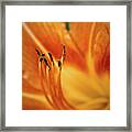 Lily Stamen With Pollen Framed Print