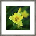 Lily_6027 Framed Print