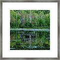 Lilypad Pond Framed Print