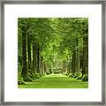 Lime Avenue, Westonbirt Arboretum, England, Uk Framed Print