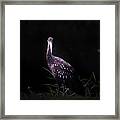 Limpkin By The Shore Framed Print