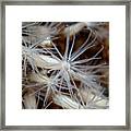 Lined Anemones In A Group Framed Print