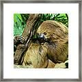Linne's Two-toed Sloth Framed Print