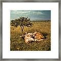 Lion And Lioness Napping Framed Print