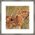 Lion Cub Looking At Photographer Framed Print
