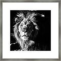 Lion Portrait Bw Framed Print