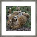 Lion Rolls Over In Masai Mara, Kenya Framed Print