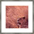 Lioness In Tall Grass Framed Print