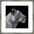 Lioness Side Portrait Framed Print