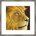 Lion's Gaze Framed Print