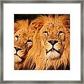 Lions Rule And I Do Too Framed Print