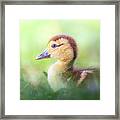 Little Baby Duckling In The Weeds Framed Print
