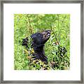 Little Berry Eater - Black Bear Yearling Framed Print
