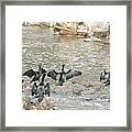 Little Black Cormorants Drying Their Wings Framed Print