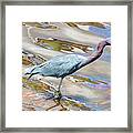 Little Blue Heron Fishing Framed Print