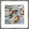 Little Ducks Framed Print