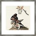 Little Owl. John James Audubon Framed Print