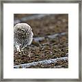 Little Owlet On The Prowl Framed Print