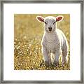 Little Spring Lamb Framed Print