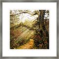 Little Talbot Island Sunlit Autumn Trail Framed Print