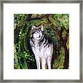 Little Wolf Framed Print