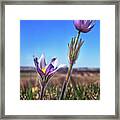 Live In The Sunshine - Prairie Crocus Pasque Flowers With Emerson Quote - 5x7 Crop Framed Print