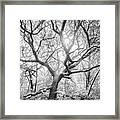 Live Oak Tree In The Forest Clearing - Atlantic Beach North Carolina Framed Print
