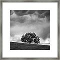 Live Oak Under Stormclouds Framed Print