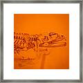 Lizard Skeleton Framed Print