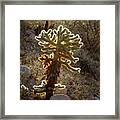 Lone Cholla Framed Print