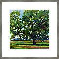 Lone Oak Framed Print