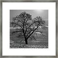 Lone Oak In Winter Corn Field - Tompkins Center, Michigan Usa - Framed Print