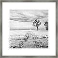 Lone Tree On The Trail At Cades Cove Townsend Tennessee Black An Framed Print