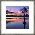 Lone Tree Sunset At Milarrochy Bay, Loch Lomond, Scotland Framed Print