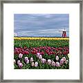 Lone Yellow Tulip Framed Print