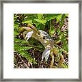 Lonely Atlantic Ghost Crab Framed Print
