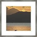 Lonely Bird On The Rock Framed Print