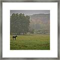 Lonely Foal Framed Print