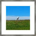 Lonely Plane Framed Print