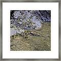 Lonely Star Fish Framed Print
