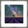 Lonely Tree In A Lavender Field Under The Milky Way Framed Print