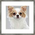 Long Coat Chihuahua Looking Straight Ahead Framed Print