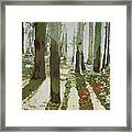 Long Fir Shadows Framed Print